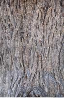 Tree Bark 0006